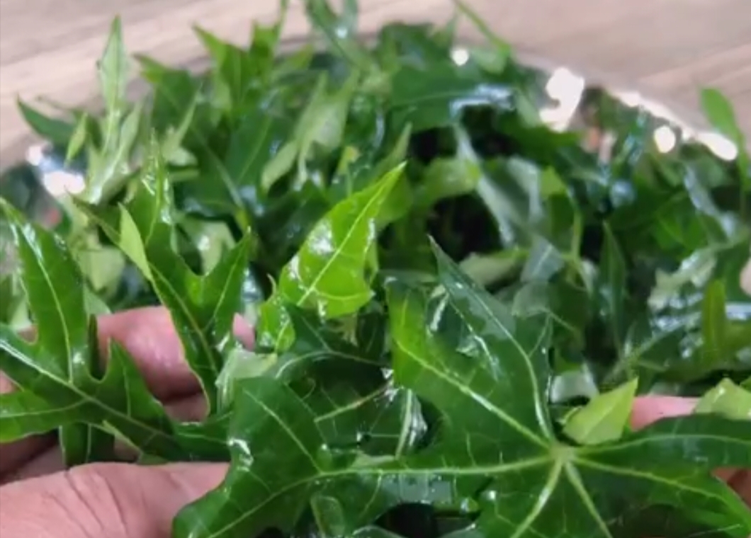 Cat Rambut Revolusioner: Kekuatan Warna Alami dari Fermentasi Daun Ajaib Amazon